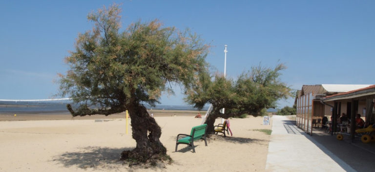 gujan plage de la hume 12 768x352